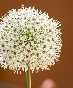 300 Evergreen Nebuka Bunching Onion Seeds - Japanese Allium Fistulosum Vegetable - Image 3