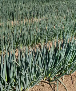 300 Evergreen Nebuka Bunching Onion Seeds - Japanese Allium Fistulosum Vegetable - Image 5