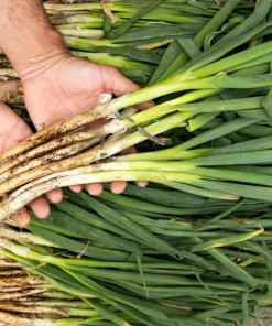 300 Evergreen Nebuka Bunching Onion Seeds - Japanese Allium Fistulosum Vegetable - Image 6