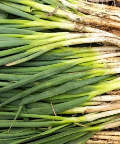 300 Evergreen Nebuka Bunching Onion Seeds - Japanese Allium Fistulosum Vegetable - Image 7