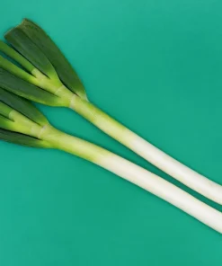 300 Evergreen Nebuka Bunching Onion Seeds - Japanese Allium Fistulosum Vegetable - Image 9