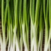 300 Evergreen Nebuka Bunching Onion Seeds - Japanese Allium Fistulosum Vegetable - Image 1