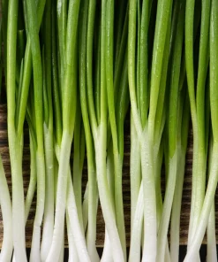 300 Evergreen Nebuka Bunching Onion Seeds - Japanese Allium Fistulosum Vegetable - Image 1
