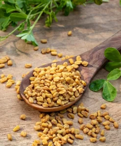 300 Fenugreek Seeds - Trigonella Foenum Graecum Herb Flower Seeds for Culinary & Medicinal Use - Image 1
