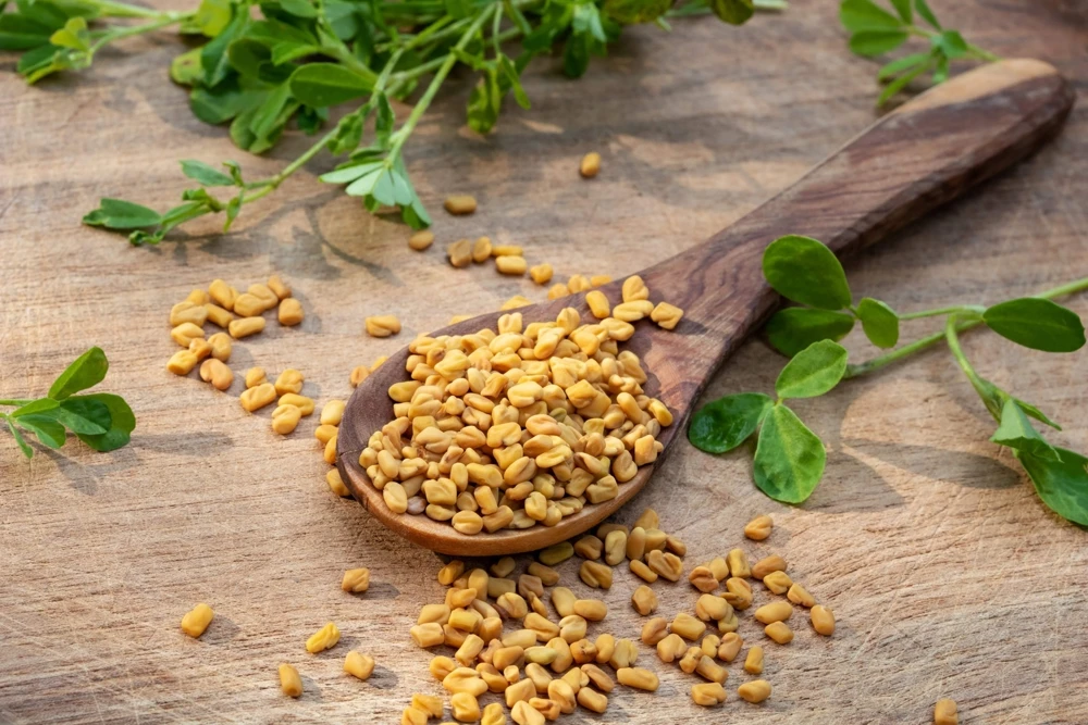 300 Fenugreek Seeds - Trigonella Foenum Graecum Herb Flower Seeds for Culinary & Medicinal Use - Image 1