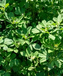 300 Fenugreek Seeds - Trigonella Foenum Graecum Herb Flower Seeds for Culinary & Medicinal Use - Image 10