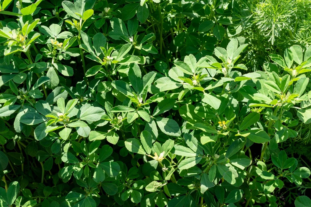 300 Fenugreek Seeds - Trigonella Foenum Graecum Herb Flower Seeds for Culinary & Medicinal Use - Image 10