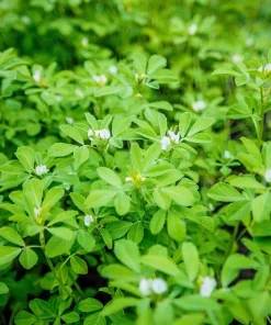 300 Fenugreek Seeds - Trigonella Foenum Graecum Herb Flower Seeds for Culinary & Medicinal Use - Image 2