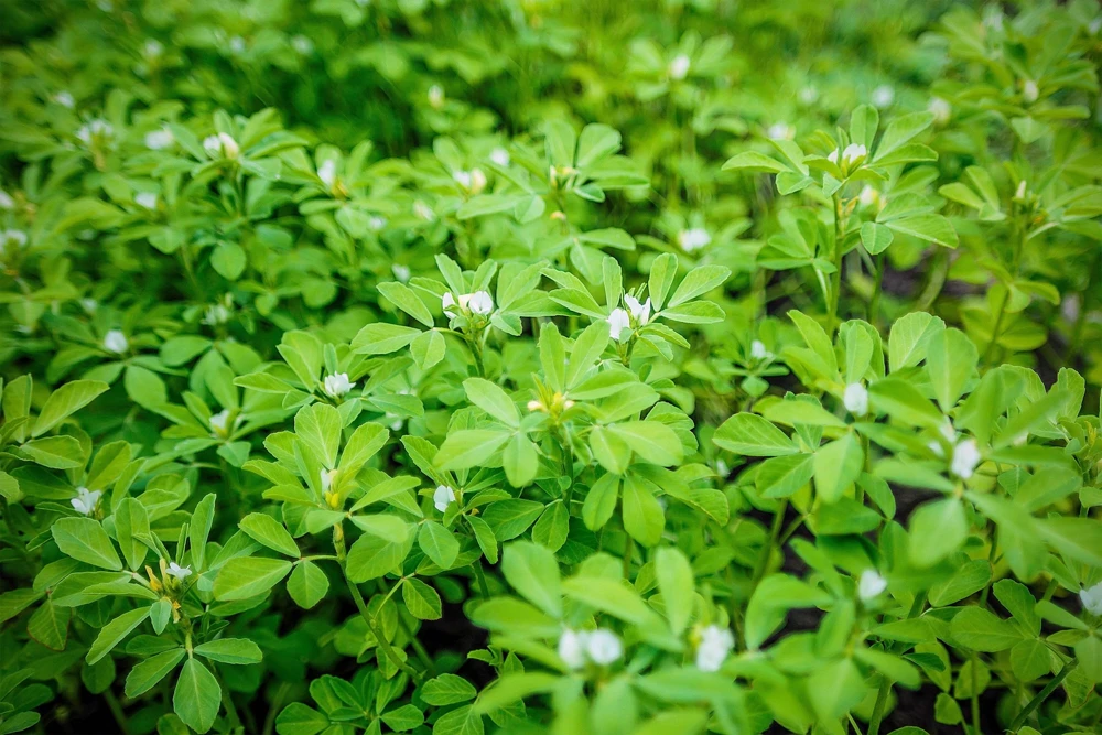 300 Fenugreek Seeds - Trigonella Foenum Graecum Herb Flower Seeds for Culinary & Medicinal Use - Image 2