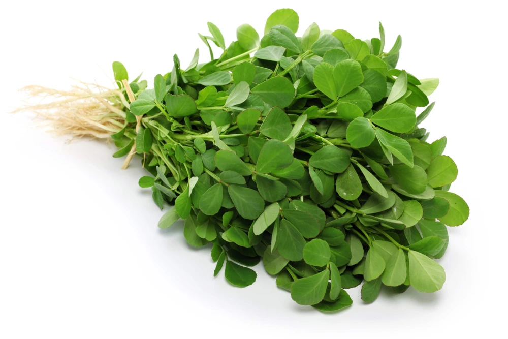 300 Fenugreek Seeds - Trigonella Foenum Graecum Herb Flower Seeds for Culinary & Medicinal Use - Image 3
