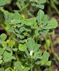 300 Fenugreek Seeds - Trigonella Foenum Graecum Herb Flower Seeds for Culinary & Medicinal Use - Image 4