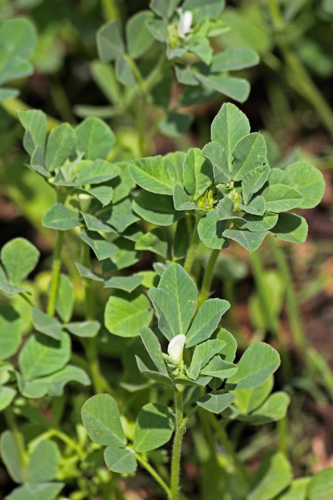 300 Fenugreek Seeds - Trigonella Foenum Graecum Herb Flower Seeds for Culinary & Medicinal Use - Image 4