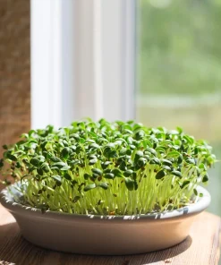300 Fenugreek Seeds - Trigonella Foenum Graecum Herb Flower Seeds for Culinary & Medicinal Use - Image 5
