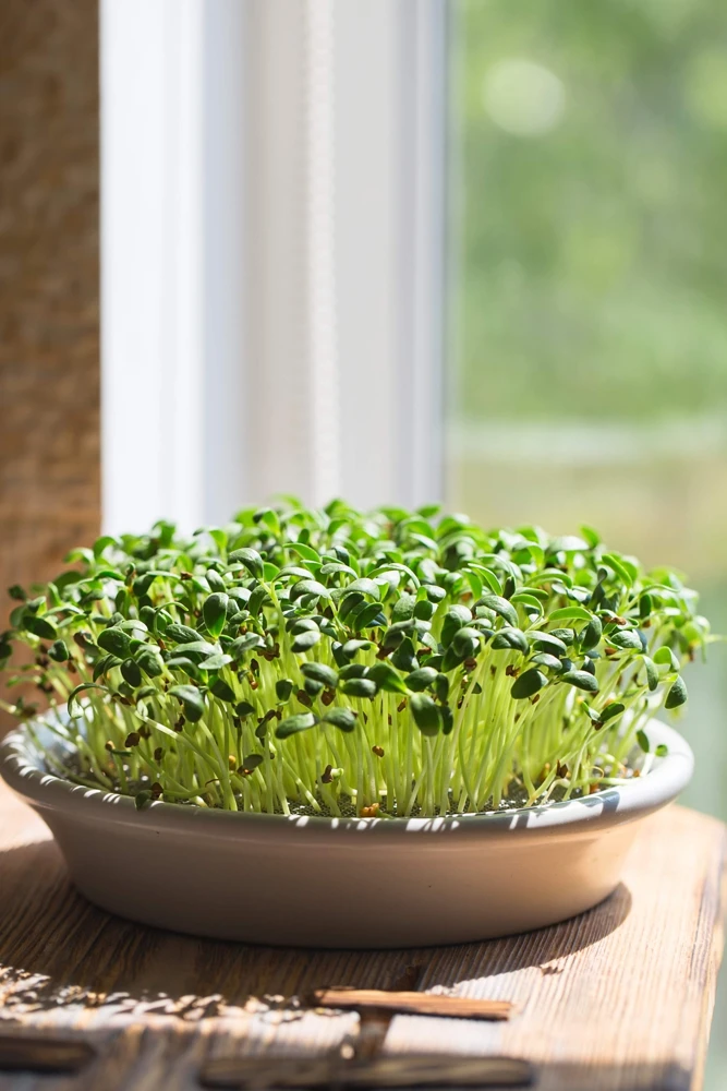 300 Fenugreek Seeds - Trigonella Foenum Graecum Herb Flower Seeds for Culinary & Medicinal Use - Image 5