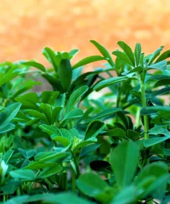300 Fenugreek Seeds - Trigonella Foenum Graecum Herb Flower Seeds for Culinary & Medicinal Use - Image 8