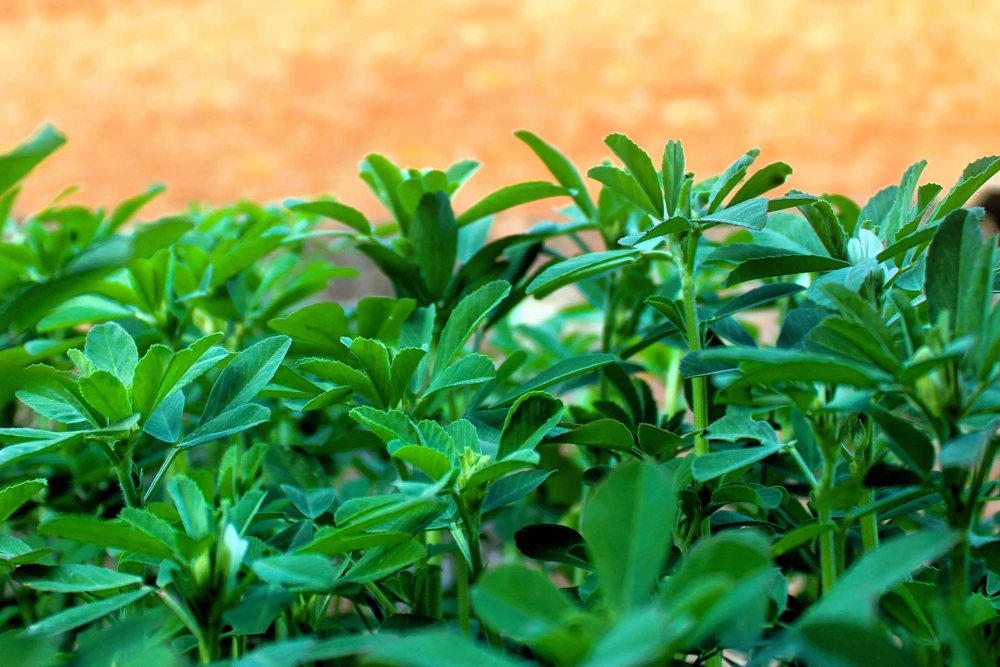 300 Fenugreek Seeds - Trigonella Foenum Graecum Herb Flower Seeds for Culinary & Medicinal Use - Image 8