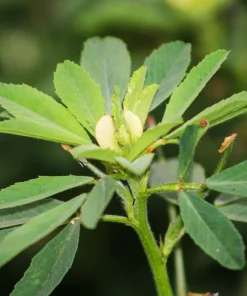 300 Fenugreek Seeds - Trigonella Foenum Graecum Herb Flower Seeds for Culinary & Medicinal Use - Image 9