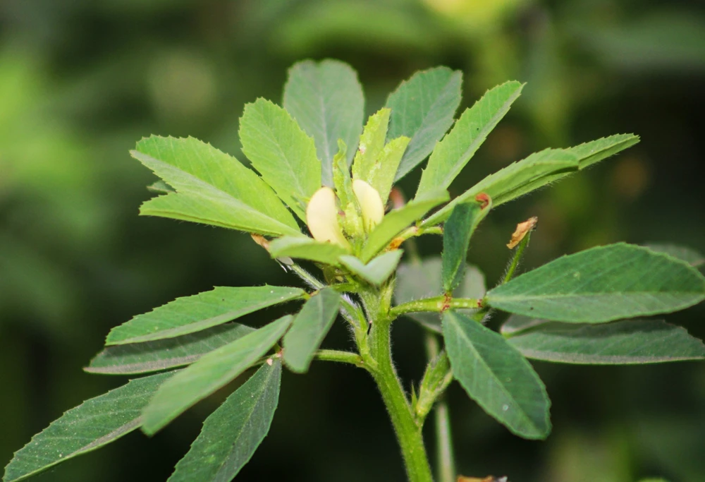 300 Fenugreek Seeds - Trigonella Foenum Graecum Herb Flower Seeds for Culinary & Medicinal Use - Image 9