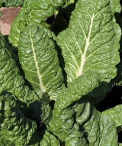 300 Fordhook Giant Swiss Chard Seeds - Beta Vulgaris Cicla Vegetable - Image 2