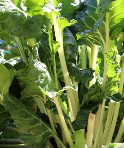 300 Fordhook Giant Swiss Chard Seeds - Beta Vulgaris Cicla Vegetable - Image 3