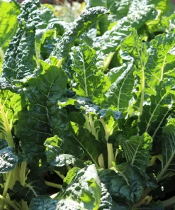 300 Fordhook Giant Swiss Chard Seeds - Beta Vulgaris Cicla Vegetable - Image 4