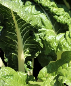 300 Fordhook Giant Swiss Chard Seeds - Beta Vulgaris Cicla Vegetable - Image 5