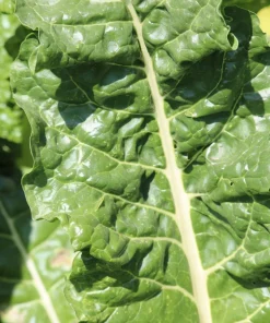 300 Fordhook Giant Swiss Chard Seeds - Beta Vulgaris Cicla Vegetable - Image 6