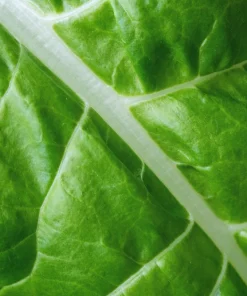 300 Fordhook Giant Swiss Chard Seeds - Beta Vulgaris Cicla Vegetable - Image 7
