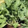 300 Fordhook Giant Swiss Chard Seeds - Beta Vulgaris Cicla Vegetable - Image 1