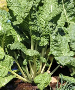 300 Fordhook Giant Swiss Chard Seeds - Beta Vulgaris Cicla Vegetable - Image 1