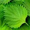 300 Green Shiso Seeds - Perilla Frutescens Ornamental Herb Seeds - Image 1