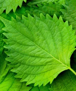 300 Green Shiso Seeds - Perilla Frutescens Ornamental Herb Seeds - Image 1