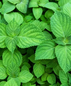 300 Green Shiso Seeds - Perilla Frutescens Ornamental Herb Seeds - Image 2
