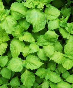 300 Green Shiso Seeds - Perilla Frutescens Ornamental Herb Seeds - Image 3