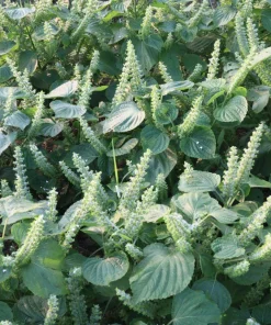 300 Green Shiso Seeds - Perilla Frutescens Ornamental Herb Seeds - Image 4
