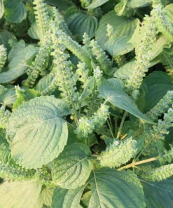 300 Green Shiso Seeds - Perilla Frutescens Ornamental Herb Seeds - Image 5