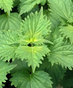 300 Green Shiso Seeds - Perilla Frutescens Ornamental Herb Seeds - Image 6