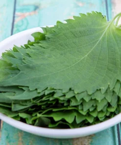 300 Green Shiso Seeds - Perilla Frutescens Ornamental Herb Seeds - Image 7