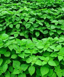300 Green Shiso Seeds - Perilla Frutescens Ornamental Herb Seeds - Image 8