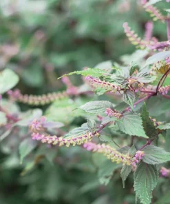300 Green Shiso Seeds - Perilla Frutescens Ornamental Herb Seeds - Image 9
