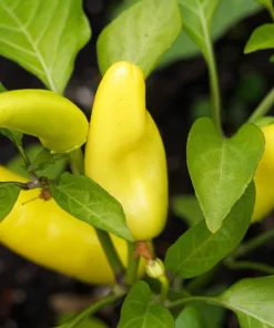 300 Hungarian Hot Wax Pepper Seeds - Hot Banana Pepper Vegetable Seeds - Image 2