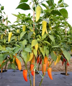 300 Hungarian Hot Wax Pepper Seeds - Hot Banana Pepper Vegetable Seeds - Image 3