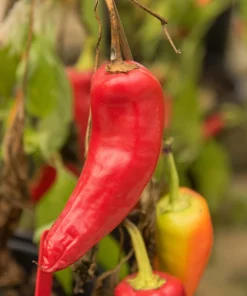 300 Hungarian Hot Wax Pepper Seeds - Hot Banana Pepper Vegetable Seeds - Image 5