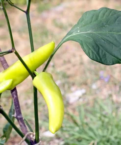 300 Hungarian Hot Wax Pepper Seeds - Hot Banana Pepper Vegetable Seeds - Image 7