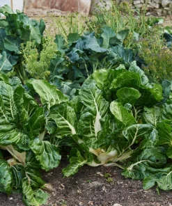 300 Lucullus Swiss Chard Seeds - Beta Vulgaris Vegetable Seeds - Image 2