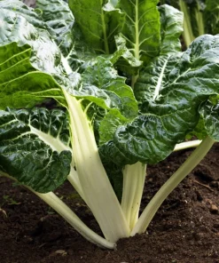 300 Lucullus Swiss Chard Seeds - Beta Vulgaris Vegetable Seeds - Image 3