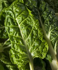 300 Lucullus Swiss Chard Seeds - Beta Vulgaris Vegetable Seeds - Image 4
