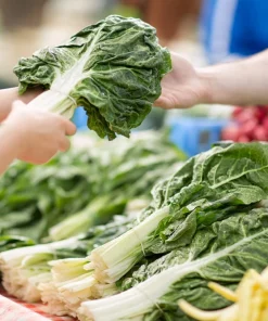 300 Lucullus Swiss Chard Seeds - Beta Vulgaris Vegetable Seeds - Image 7