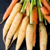 300 Lunar White Carrot Seeds - Daucus Carota Vegetable Seeds - Image 1