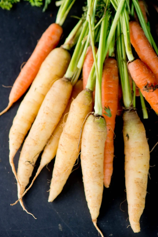 300 Lunar White Carrot Seeds - Daucus Carota Vegetable Seeds - Image 1